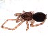  (Pikelinia sp - IFM-1429)  @11 [ ] Copyright  Unspecified Museo Argentino de Ciencias Naturales Bernardino Rivadavia
