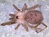  (Sahastata nigra - IFM-1442)  @11 [ ] Copyright  Unspecified Museo Argentino de Ciencias Naturales Bernardino Rivadavia