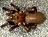  ( - IFM-0079)  @11 [ ] Copyright (2014) Ivan L.F. Magalhaes Museo Argentino de Ciencias Naturales