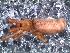  ( - IFM-0061)  @11 [ ] Copyright (2014) Ivan L.F. Magalhaes Museo Argentino de Ciencias Naturales
