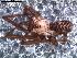  ( - IFM-0074)  @13 [ ] Copyright (2014) Ivan L.F. Magalhaes Museo Argentino de Ciencias Naturales