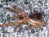  ( - IFM-0073)  @13 [ ] Copyright (2014) Ivan L.F. Magalhaes Museo Argentino de Ciencias Naturales