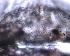  ( - IFM-0053)  @11 [ ] Copyright (2014) Ivan L.F. Magalhaes Museo Argentino de Ciencias Naturales