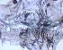  ( - IFM-0055)  @11 [ ] Copyright (2014) Ivan L.F. Magalhaes Museo Argentino de Ciencias Naturales