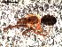  ( - IFM-0081)  @11 [ ] Copyright (2014) Ivan L.F. Magalhaes Museo Argentino de Ciencias Naturales