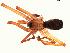  ( - IFM-0065)  @12 [ ] Copyright (2014) Ivan L.F. Magalhaes Museo Argentino de Ciencias Naturales