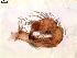  ( - IFM-0082)  @11 [ ] Copyright (2014) Ivan L.F. Magalhaes Museo Argentino de Ciencias Naturales