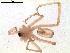  ( - IFM-0056)  @11 [ ] Copyright (2014) Ivan L.F. Magalhaes Museo Argentino de Ciencias Naturales