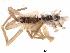  ( - IFM-0051)  @12 [ ] Copyright (2014) Ivan L.F. Magalhaes Museo Argentino de Ciencias Naturales