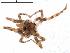  ( - IFM-0247)  @11 [ ] Copyright (2014) Ivan L.F. Magalhaes Museo Argentino de Ciencias Naturales