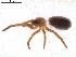  ( - IFM-0049)  @13 [ ] Copyright (2014) Ivan L.F. Magalhaes Museo Argentino de Ciencias Naturales