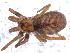 ( - IFM-0293)  @11 [ ] Copyright (2014) Ivan L.F. Magalhaes Museo Argentino de Ciencias Naturales