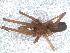  ( - IFM-0237)  @11 [ ] Copyright (2014) Ivan L.F. Magalhaes Museo Argentino de Ciencias Naturales