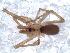  ( - IFM-0241)  @13 [ ] Copyright (2014) Ivan L.F. Magalhaes Museo Argentino de Ciencias Naturales
