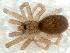  ( - IFM-0270)  @11 [ ] Copyright (2014) Ivan L.F. Magalhaes Museo Argentino de Ciencias Naturales