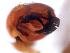  ( - IFM-0217)  @11 [ ] Copyright (2014) Ivan L.F. Magalhaes Museo Argentino de Ciencias Naturales