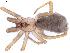  ( - IFM-0245)  @13 [ ] Copyright (2014) Ivan L.F. Magalhaes Museo Argentino de Ciencias Naturales