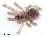  ( - IFM-0244)  @13 [ ] Copyright (2014) Ivan L.F. Magalhaes Museo Argentino de Ciencias Naturales