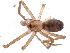  (Pikelinia mendensis - IFM-0235)  @13 [ ] Copyright (2014) Ivan L.F. Magalhaes Museo Argentino de Ciencias Naturales
