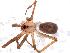  (Pikelinia pallida - IFM-0234)  @13 [ ] Copyright (2014) Ivan L.F. Magalhaes Museo Argentino de Ciencias Naturales