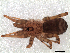  (Pikelinia sp. IFM06 - IFM-1951)  @11 [ ] Unspecified (default): All Rights Reserved  Unspecified Unspecified