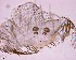  (Pikelinia sp. IFM04 - IFM-1953)  @11 [ ] Unspecified (default): All Rights Reserved  Unspecified Unspecified
