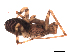 (Pikelinia sp. IFM01 - IFM-1954)  @11 [ ] Unspecified (default): All Rights Reserved  Unspecified Unspecified