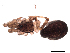  (Pikelinia puna - IFM-2296)  @11 [ ] Unspecified (default): All Rights Reserved  Unspecified Unspecified