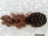  (Pikelinia sp. IFM188 - IFM-2303)  @11 [ ] Unspecified (default): All Rights Reserved  Unspecified Unspecified