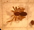  (Pikelinia patagonica - IFM-2489)  @11 [ ] Unspecified (default): All Rights Reserved  Unspecified Unspecified