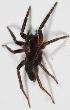  (Teminius - CJG-3248)  @13 [ ] Copyright  Martin J. Ramirez Museo Argentino de Ciencias Naturales