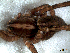  ( - EMS-04011)  @12 [ ] CreativeCommons - Attribution Non-Commercial Share-Alike (2013) Luis N. Piacentini Museo Argentino de Ciencias Naturales
