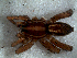  ( - EMS-04017)  @13 [ ] CreativeCommons - Attribution Non-Commercial Share-Alike (2013) Luis N. Piacentini Museo Argentino de Ciencias Naturales