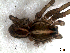  ( - LNP-04274)  @12 [ ] CreativeCommons - Attribution Non-Commercial Share-Alike (2013) Luis N. Piacentini Museo Argentino de Ciencias Naturales