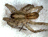  ( - LNP-04244)  @13 [ ] CreativeCommons - Attribution Non-Commercial Share-Alike (2013) Luis N. Piacentini Museo Argentino de Ciencias Naturales