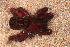  (Lycosa australis - LNP-04270)  @12 [ ] CreativeCommons - Attribution Non-Commercial Share-Alike (2013) Luis N. Piacentini Museo Argentino de Ciencias Naturales