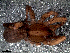  ( - LNP-04284)  @13 [ ] CreativeCommons - Attribution Non-Commercial Share-Alike (2013) Luis N. Piacentini Museo Argentino de Ciencias Naturales