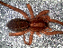 ( - CJG-03035)  @14 [ ] CreativeCommons - Attribution Non-Commercial Share-Alike (2013) Luis N. Piacentini Museo Argentino de Ciencias Naturales