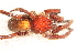  (Ancylometidae - LNP-04536)  @14 [ ] CreativeCommons - Attribution Non-Commercial Share-Alike (2015) Unspecified Museo Argentino de Ciencias Naturales