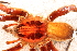  (Ancylometidae - LNP-04524)  @14 [ ] CreativeCommons - Attribution Non-Commercial Share-Alike (2015) Unspecified Museo Argentino de Ciencias Naturales