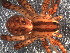  ( - LNP-01853)  @11 [ ] CreativeCommons - Attribution Non-Commercial Share-Alike (2015) Unspecified Museo Argentino de Ciencias Naturales