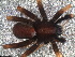  ( - LNP-01865)  @11 [ ] CreativeCommons - Attribution Non-Commercial Share-Alike (2015) Unspecified Museo Argentino de Ciencias Naturales