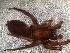  ( - LNP-01882)  @11 [ ] CreativeCommons - Attribution Non-Commercial Share-Alike (2015) Unspecified Museo Argentino de Ciencias Naturales