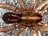  ( - LNP-04742)  @11 [ ] CreativeCommons - Attribution Non-Commercial Share-Alike (2016) Unspecified Museo Argentino de Ciencias Naturales