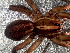  ( - LNP-04743)  @11 [ ] CreativeCommons - Attribution Non-Commercial Share-Alike (2016) Unspecified Museo Argentino de Ciencias Naturales