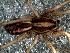  (Tropicosa - LNP-04740)  @11 [ ] CreativeCommons - Attribution Non-Commercial Share-Alike (2016) Unspecified Museo Argentino de Ciencias Naturales