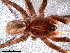  ( - EMS-04063)  @11 [ ] CreativeCommons - Attribution Non-Commercial Share-Alike (2013) Luis N. Piacentini Museo Argentino de Ciencias Naturales