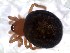 (Guaraniella sp - IFM-0490)  @11 [ ] Unspecified (default): All Rights Reserved  Unspecified MACN