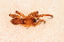  ( - VchLNP-2337)  @11 [ ] CreativeCommons  Attribution Non-Commercial Share-Alike (2022) Unspecified Museo Argentino de Ciencias Naturales