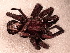  ( - MACN_Ar_40449-1)  @11 [ ] CreativeCommons  Attribution Non-Commercial Share-Alike (2022) Unspecified Museo Argentino de Ciencias Naturales